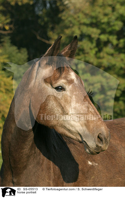 horse portrait / SS-05513