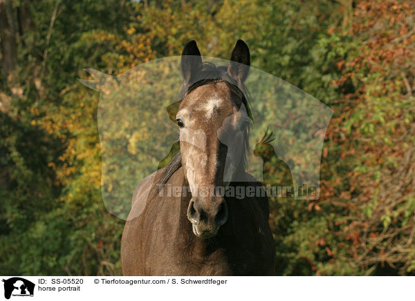 Warmblut Portrait / horse portrait / SS-05520