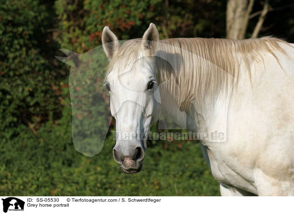 Grey horse portrait / SS-05530