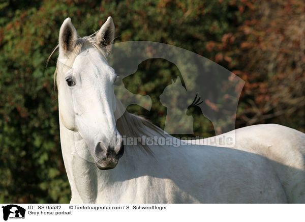 Grey horse portrait / SS-05532