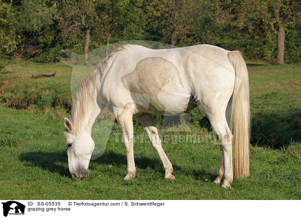 grasender Schimmel / grazing grey horse / SS-05535