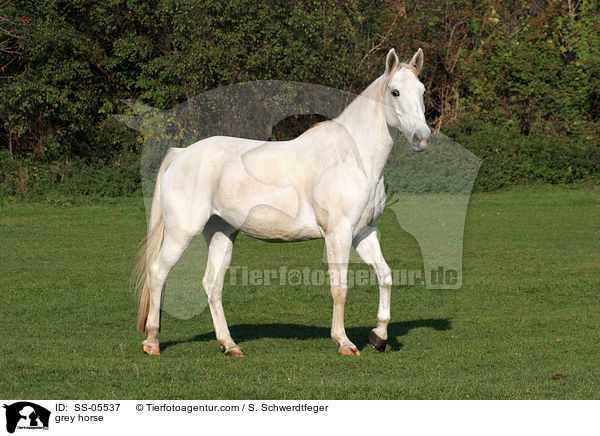 grey horse / SS-05537