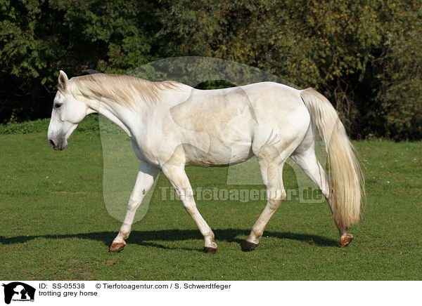 trotting grey horse / SS-05538