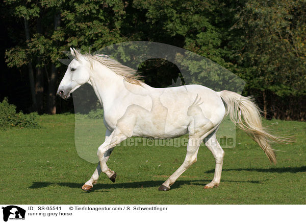 running grey horse / SS-05541