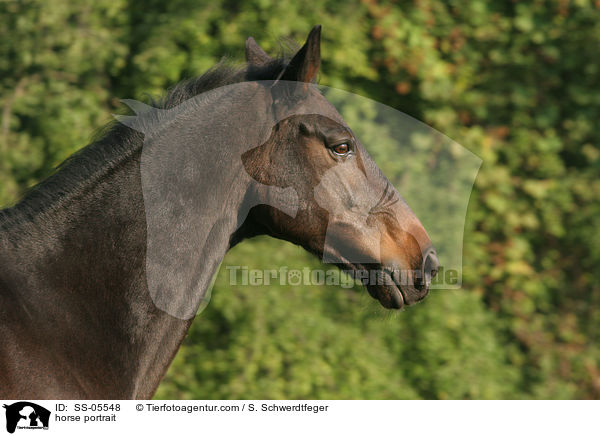 Brauner im Portrait / horse portrait / SS-05548
