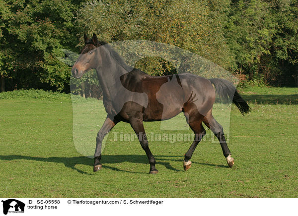 trabendes Pferd / trotting horse / SS-05558