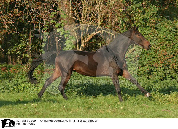 running horse / SS-05559