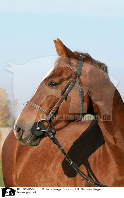 horse portrait / SS-05566
