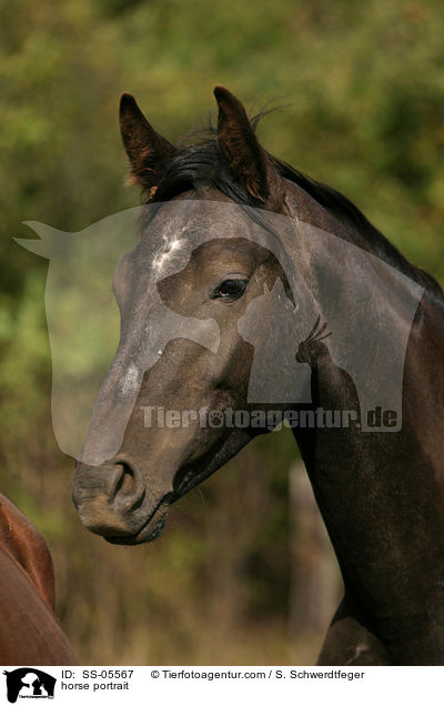 horse portrait / SS-05567