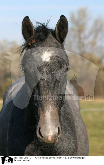 horse portrait / SS-05570