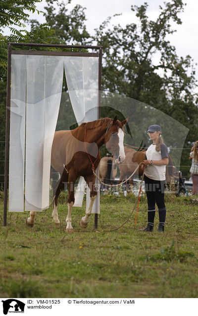 warmblood / VM-01525