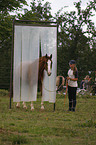 warmblood