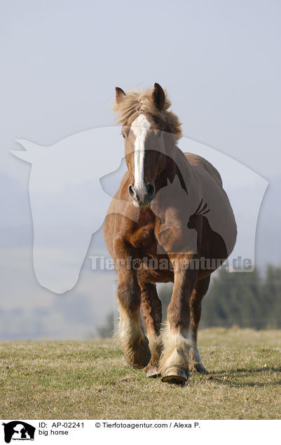 Schleswiger Kaltblut / big horse / AP-02241