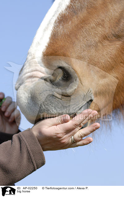 big horse / AP-02250