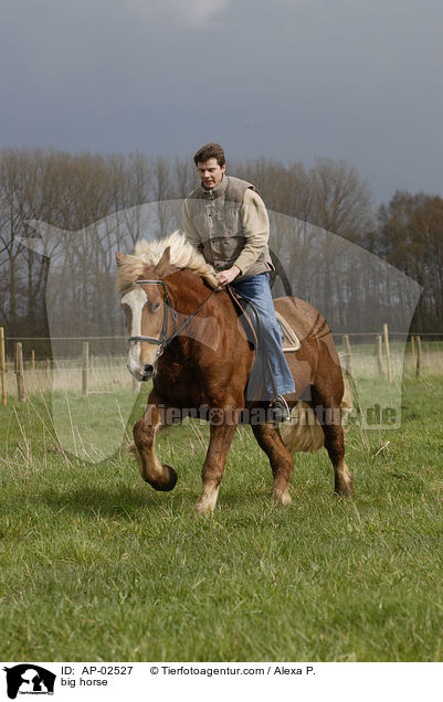 big horse / AP-02527
