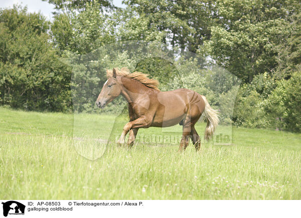 galoppierendes Schleswiger Kaltblut / galloping coldblood / AP-08503