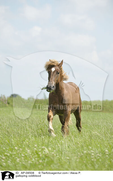 galloping coldblood / AP-08508