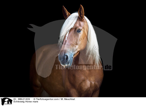 Schleswiger Kaltblut Stute / Schleswig Horse mare / MM-01409