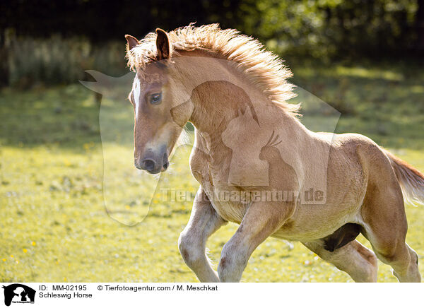 Schleswiger Kaltblut / Schleswig Horse / MM-02195