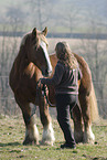 big horse