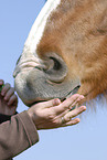big horse