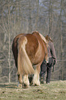 big horse