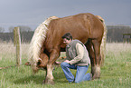 big horse