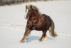Schleswig Horse stallion