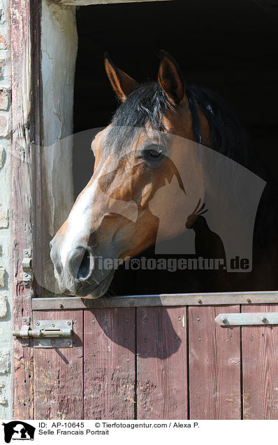 Selle Francais Portrait / AP-10645