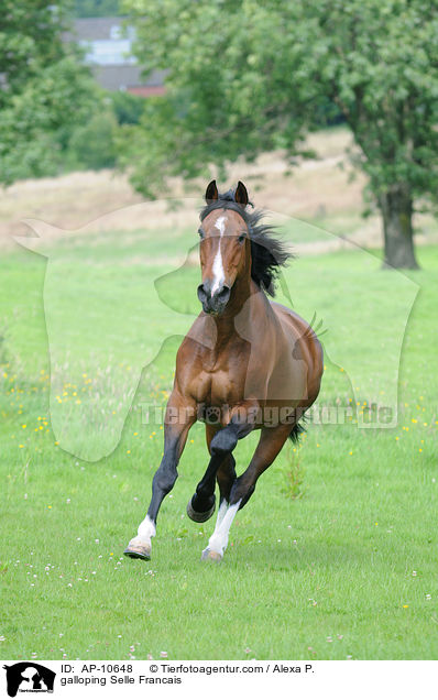 galloping Selle Francais / AP-10648