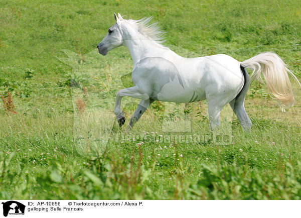 galloping Selle Francais / AP-10656