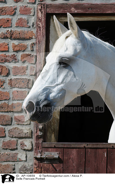 Selle Francais Portrait / Selle Francais Portrait / AP-10659