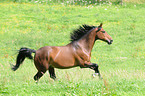 galloping Selle Francais