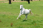 galloping Selle Francais