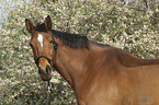 Selle Francais Portrait