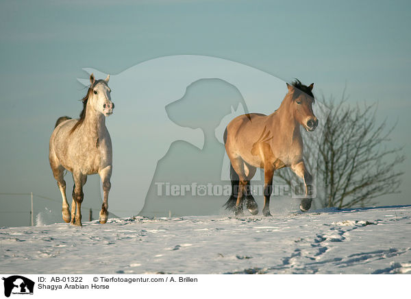 Shagya Araber / Shagya Arabian Horse / AB-01322