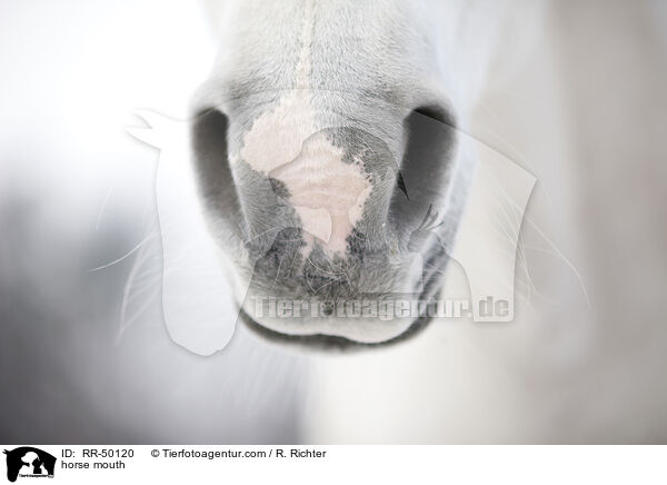 horse mouth / RR-50120
