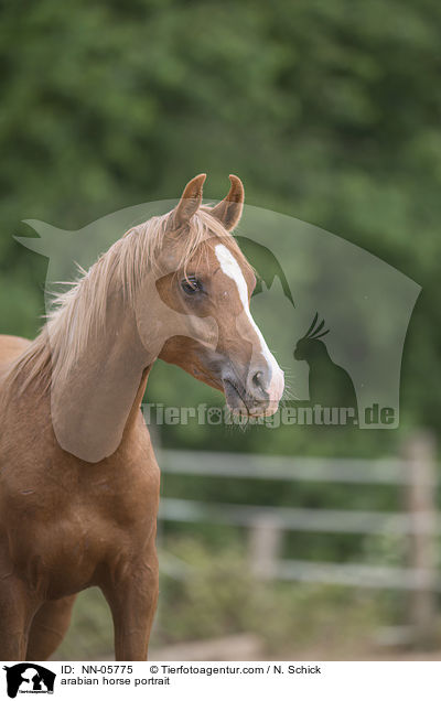 arabian horse portrait / NN-05775