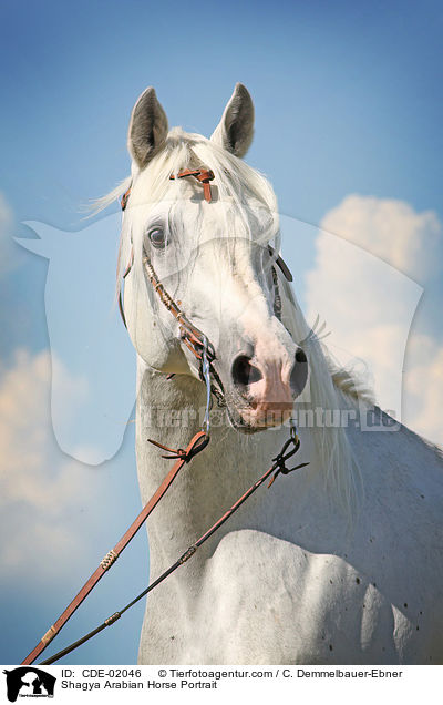 Shagya Arabian Horse Portrait / CDE-02046