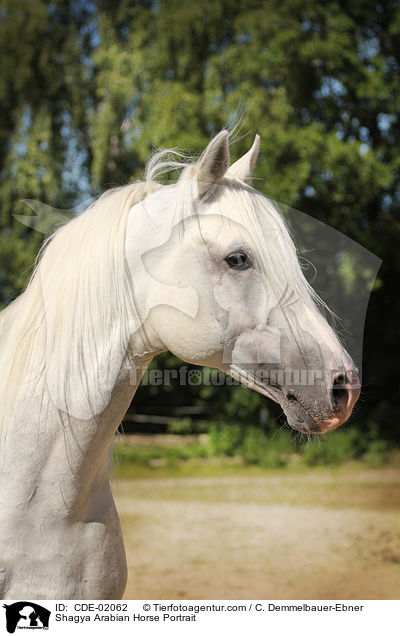 Shagya Arabian Horse Portrait / CDE-02062