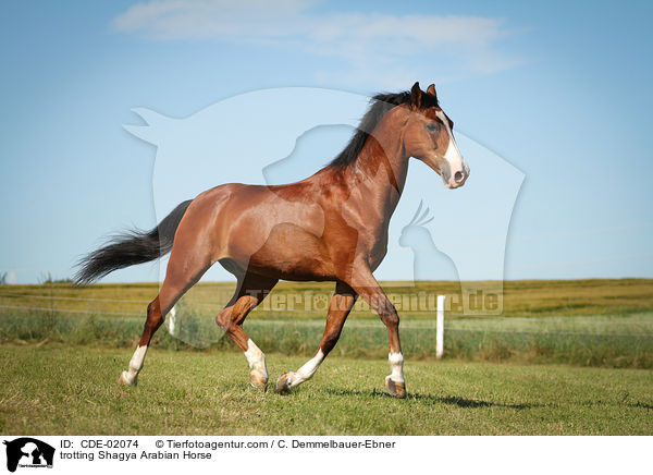 trotting Shagya Arabian Horse / CDE-02074