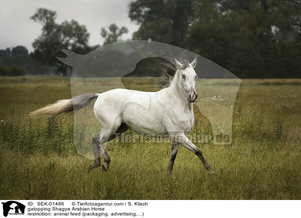 galoppierender Shagya Araber / galopping Shagya Arabian Horse / SEK-01486