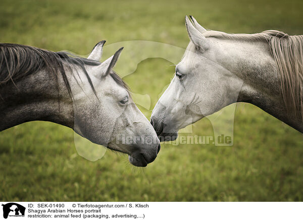Shagya Arabian Horses portrait / SEK-01490