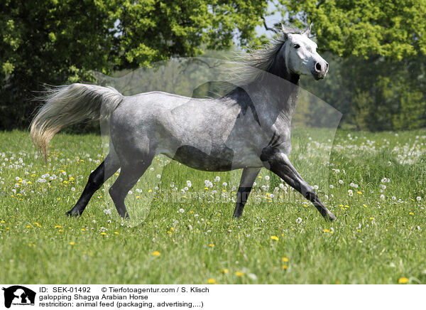 galoppierender Shagya Araber / galopping Shagya Arabian Horse / SEK-01492