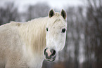 Shagya Arabian horse portrait