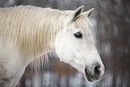 Shagya Arabian horse portrait