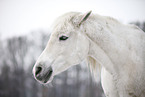 Shagya Arabian horse portrait