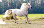 trotting Shagya Arabian Horse