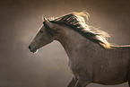 Shagya Arabian Horse Portrait