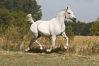 Shagya arabian horse